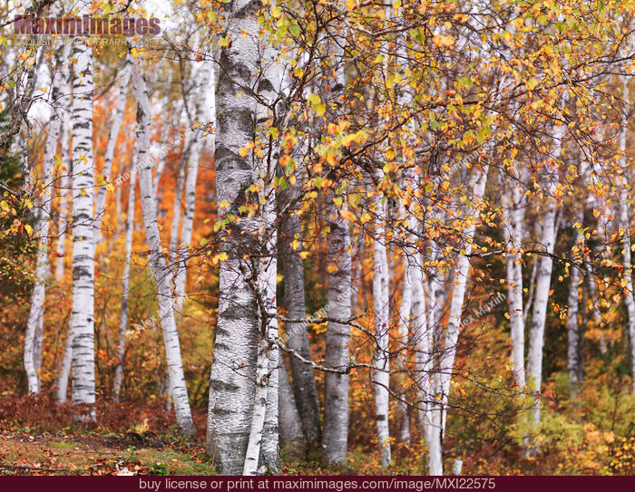 Stock photo of Birch Trees Fall Scenery Buy commercial use license at MaximImages