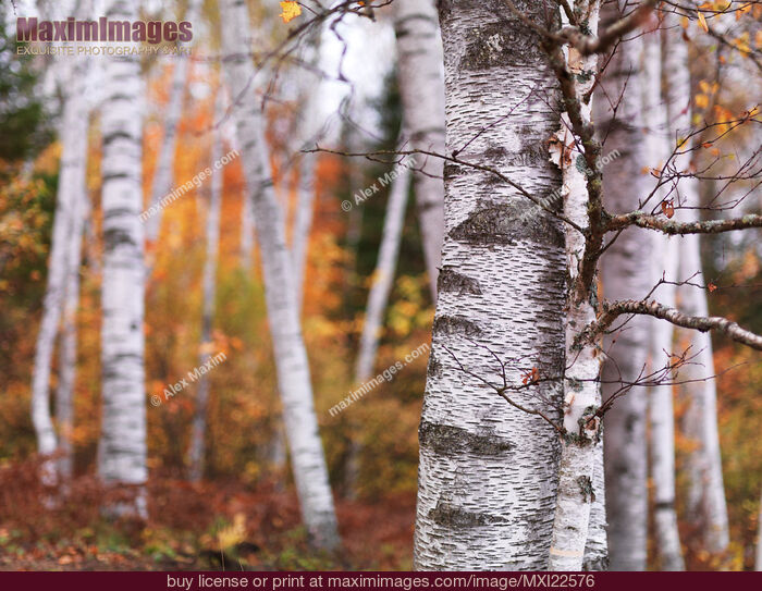 Stock photo of Birch Trees Fall Scenery Buy commercial use license at MaximImages