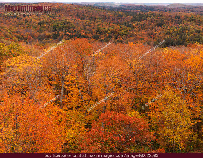 Stock photo of Aerial Fall Nature Scenery of a Forest Buy commercial use license at MaximImages
