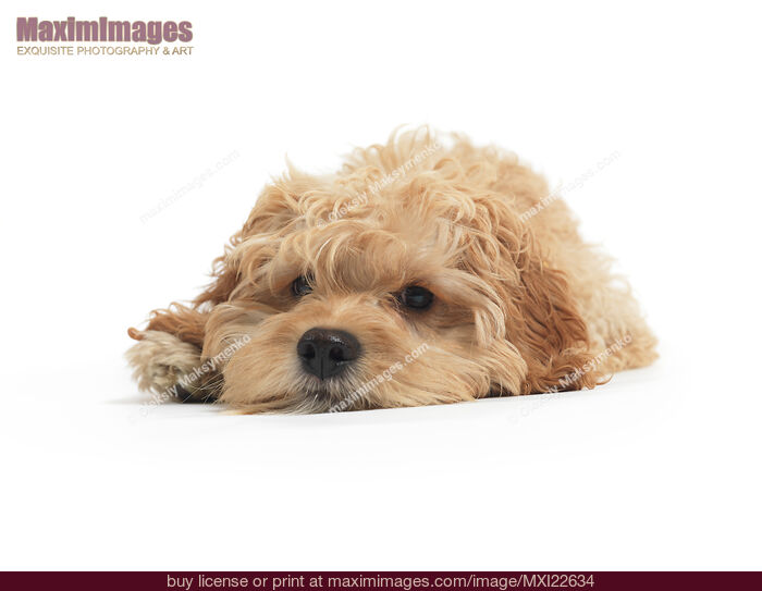 Stock photo of Cockapoo Dog Isolated on White Background Buy commercial use license at MaximImages