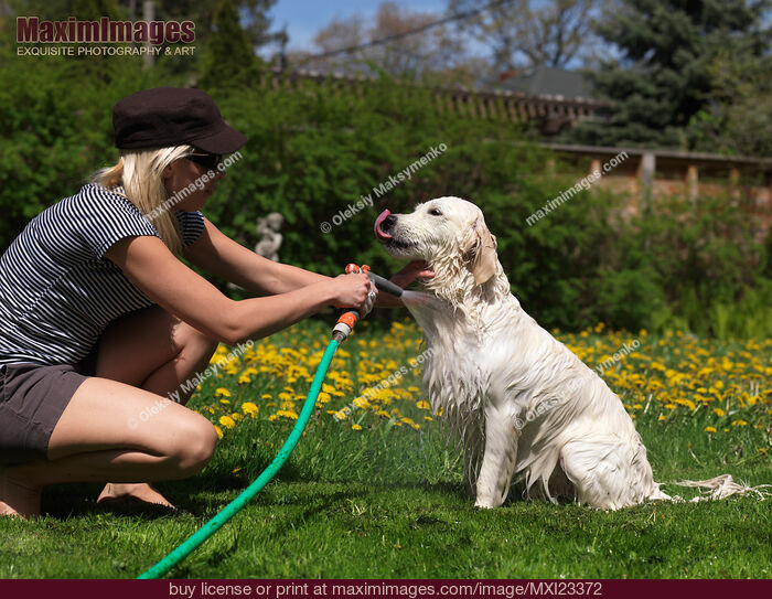 Stock photo of Young Woman Washing Her Dog Buy commercial use license at MaximImages