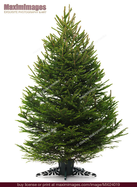 Stock photo of Undecorated Christmas tree isolated on white Buy commercial use license at MaximImages