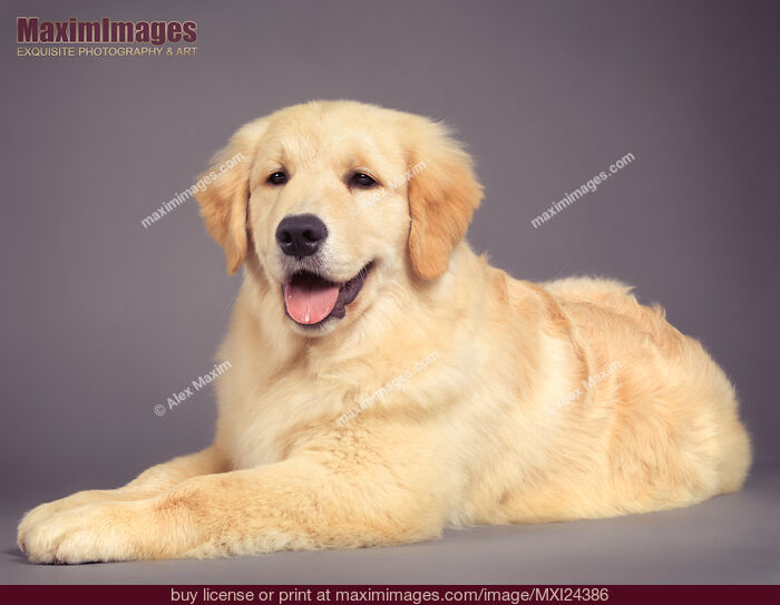 Stock photo of Golden Retriever puppy lying down Buy commercial use license at MaximImages