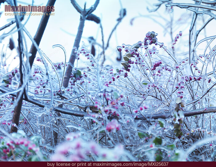 Stock photo of Frozen in ice nature Buy commercial use license at MaximImages