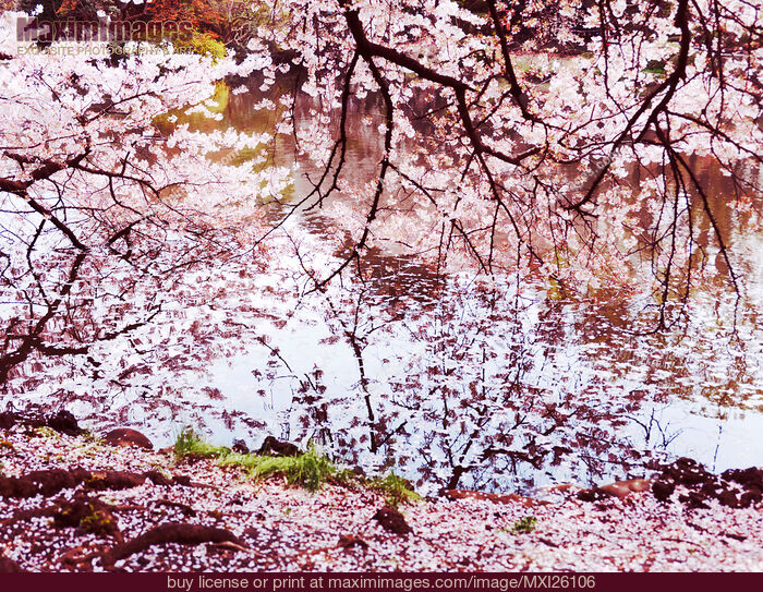 Stock photo of Blossoming cherry tree branches touching water Buy commercial use license at MaximImages