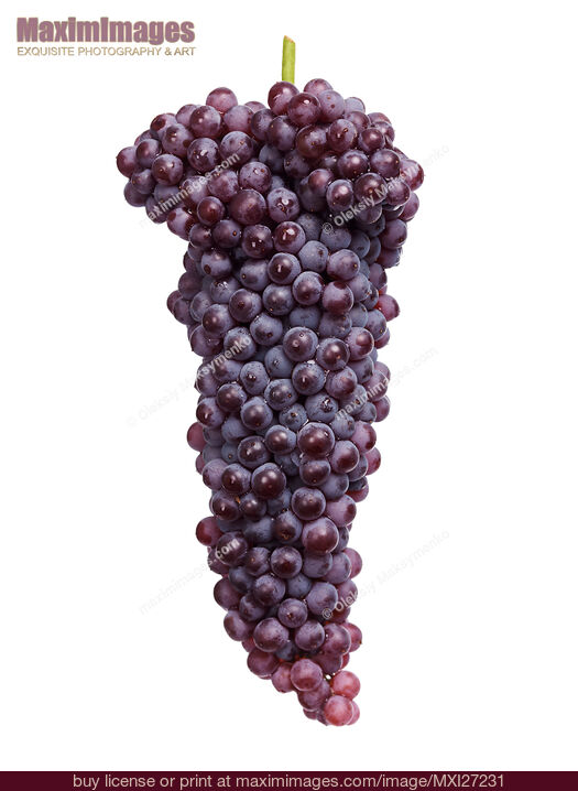 Black Corinth grapes. Stock Photo MXI27231