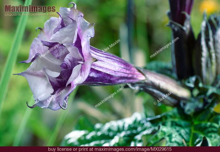 Stock photo of Datura Ballerina Purple flower side view Buy commercial use license at MaximImages