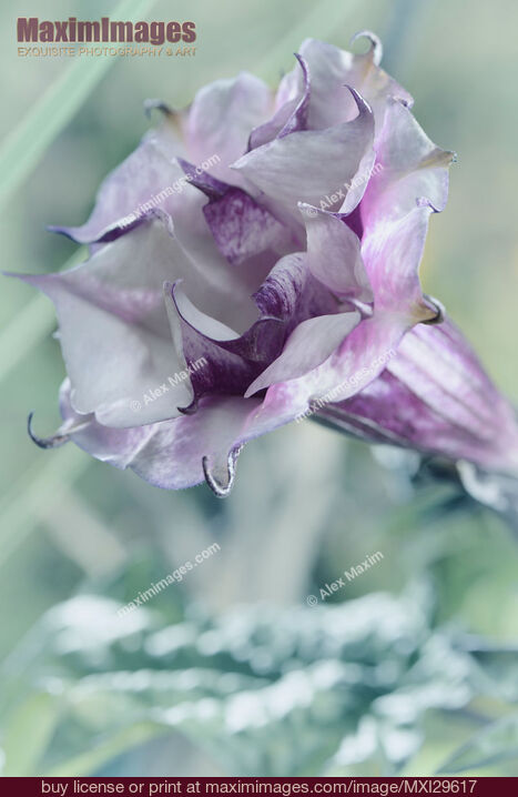 Stock photo of Artistic closeup of Datura Ballerina Purple flower blossom Buy commercial use license at MaximImages