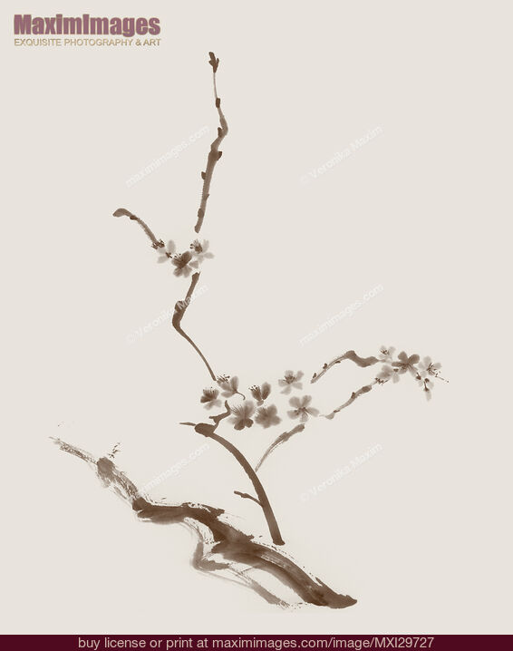 Stock image of Sakura tree branch with blossoms artistic Zen design illustration on beige background Buy commercial use license at MaximImages