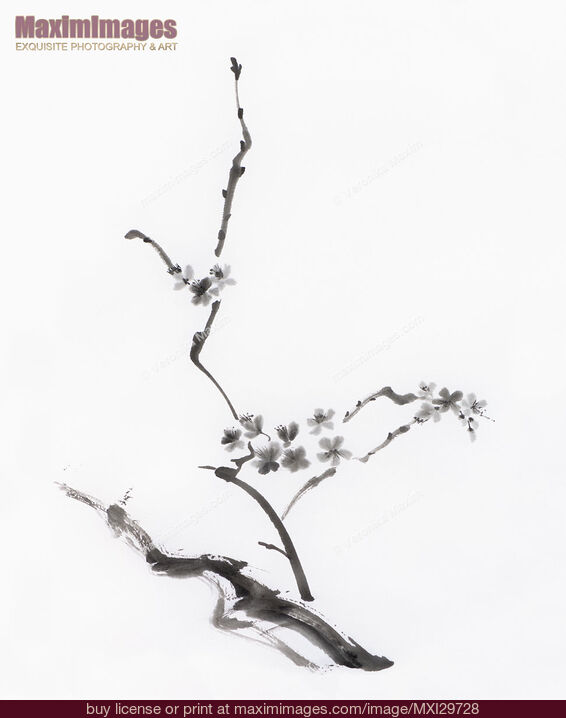 Stock image of Sakura blossom artistic Japanese Zen Sumi-e painting on white rice paper Buy commercial use license at MaximImages