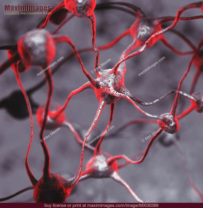 Stock image of Biological Neural network Interconnected Neurons of Human brain Illustration Buy commercial use license at MaximImages
