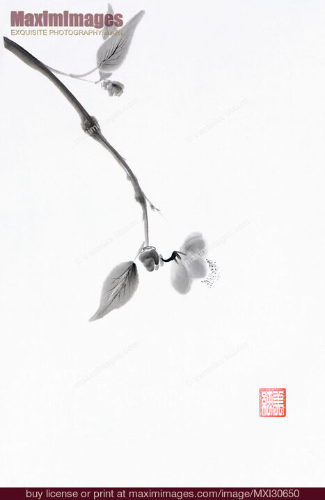 Stock image of Close up of a delicate sakura branch Japanese Zen Sumi-e painting on white rice paper Buy commercial use license at MaximImages