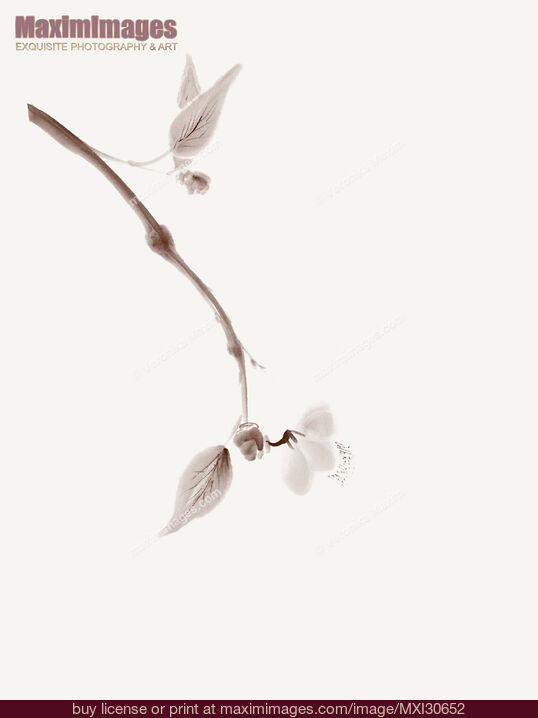 Stock image of Close up of a sakura branch Japanese Zen Sumi-e painting artistic design off-white Buy commercial use license at MaximImages