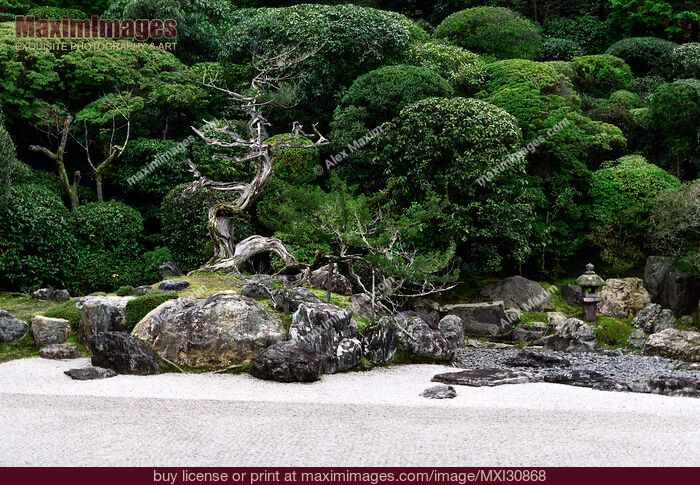 Stock photo of Beautiful dry juniper tree at Japanese Zen rock garden of Konchi-in historic temple in Kyoto Japan Buy commercial use license at MaximImages