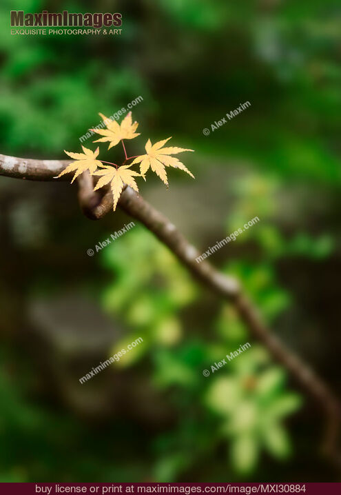 Stock photo of Artistic nature closeup of Japanese maple tree leaves in a zen garden Buy commercial use license at MaximImages