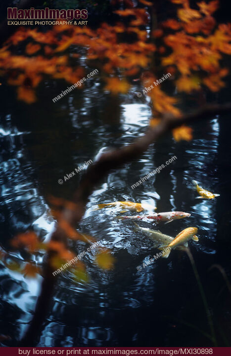 Stock photo of Koi fish in water of a Japanese Zen garden pond Buy commercial use license at MaximImages