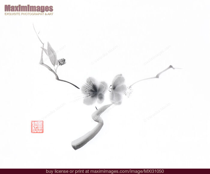 Stock image of Elegant artwork of sakura flowers Japanese Zen Sumi-e painting on white rice paper Buy commercial use license at MaximImages