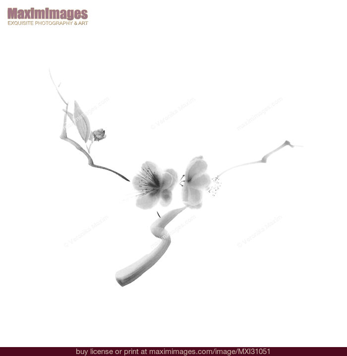 Stock image of Elegant illustration of sakura flowers on a branch floral black and white design Buy commercial use license at MaximImages