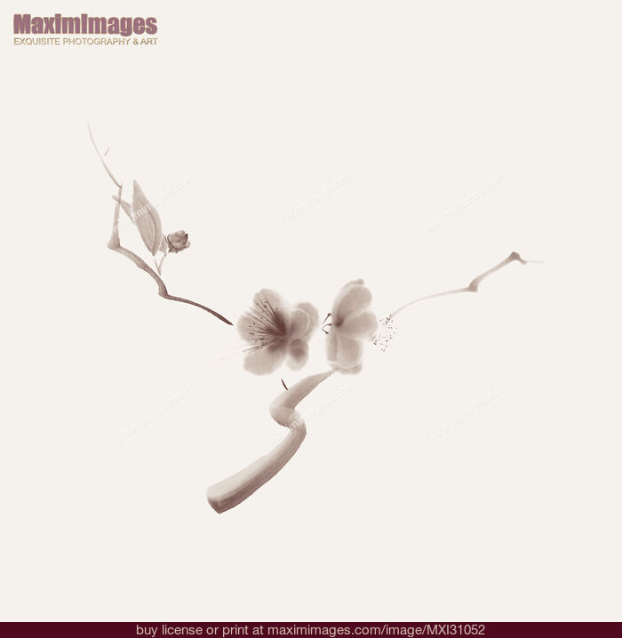 Stock image of Two sakura flowers on a branch elegant illustration on on beige background Buy commercial use license at MaximImages