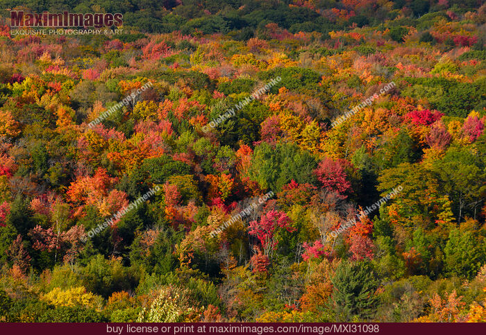 Stock photo of Autumn in Ontario Buy commercial use license at MaximImages