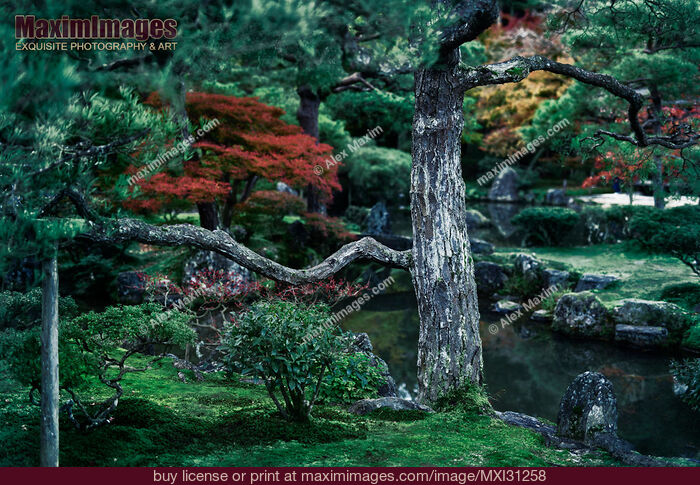 Stock photo of Black Pine tree in a Japanese Zen garden at Ginkaku-ji Jisho-ji Temple in autumn scenery Buy commercial use license at MaximImages