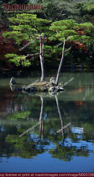 Stock photo of Kinkaku-ji temple Zen garden with two pine trees on an island in a pond Buy commercial use license at MaximImages