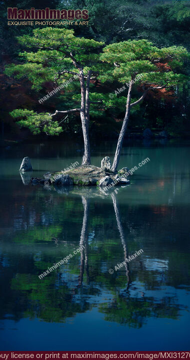 Stock photo of Two pines on an island of a pond Zen garden at Kinkaku-ji or Rokuon-ji temple Buy commercial use license at MaximImages
