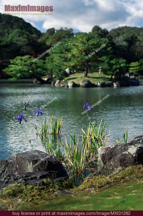 Stock photo of Blue Japanese Irises by the pond in a peaceful scenery of a Japanese Zen garden Buy commercial use license at MaximImages