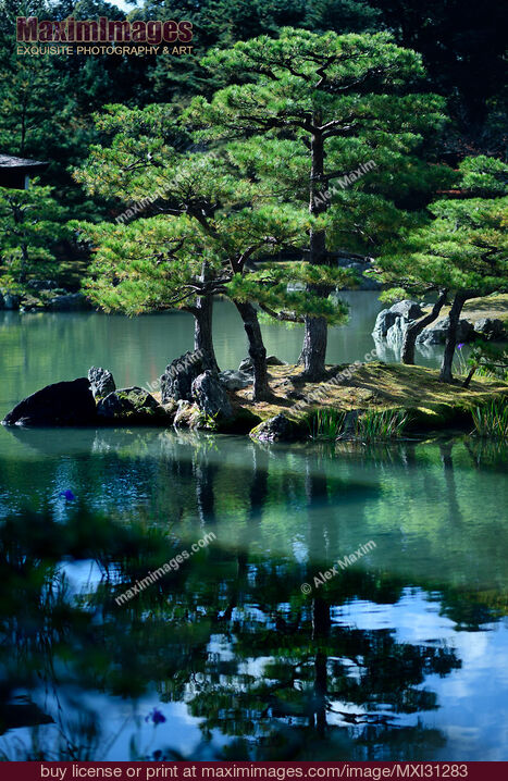 Stock photo of Tranquil scenery of pine trees reflecting in the water of a pond at Rokuon-ji Japanese Zen temple garden Buy commercial use license at MaximImages