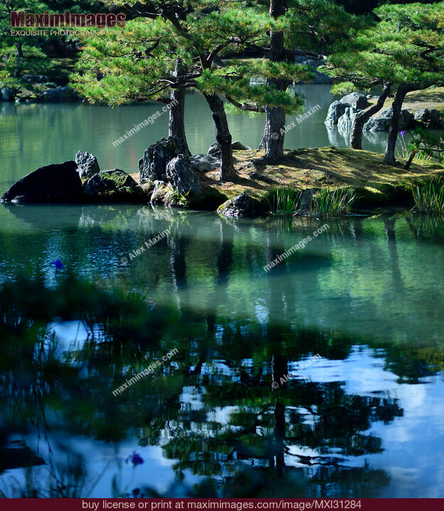 Stock photo of Peaceful scenery of pine trees on an island in a pond of a Japanese Zen garden Buy commercial use license at MaximImages