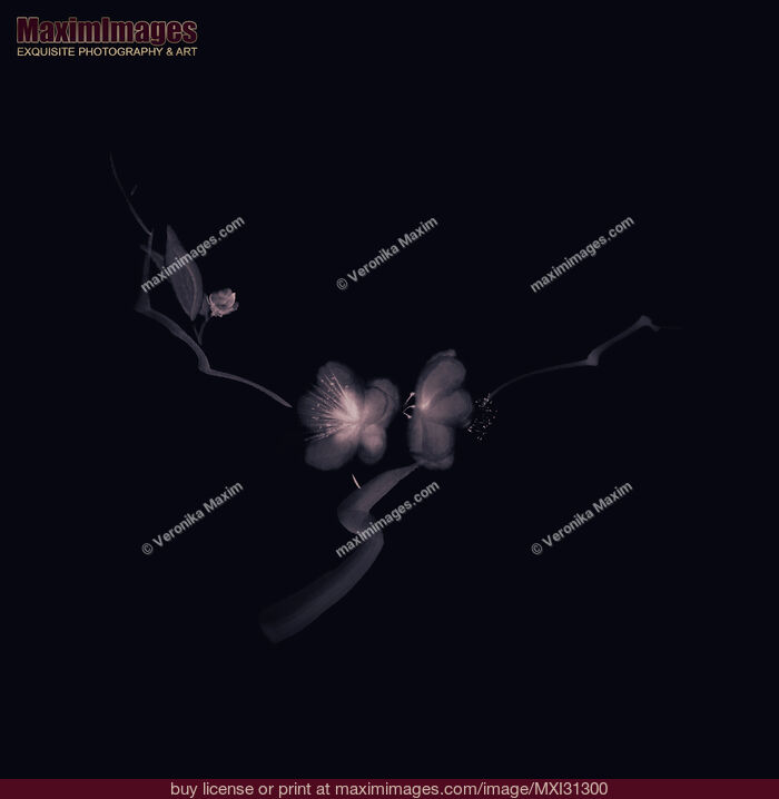 Stock image of Sakura flowers on a branch elegant illustration on dark blue black background Buy commercial use license at MaximImages