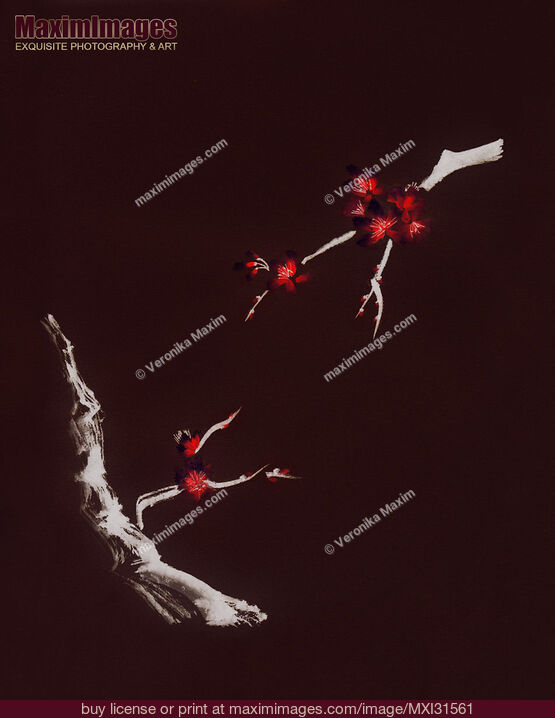 Stock image of Sakura tree branches with deep red cherry blossom flowers illustration on dark brown background Buy commercial use license at MaximImages
