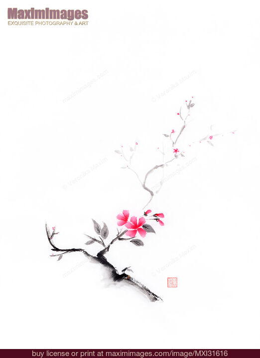 Stock image of Oriental sumi-e ink painting of a sakura branch with pink flowers on white Buy commercial use license at MaximImages