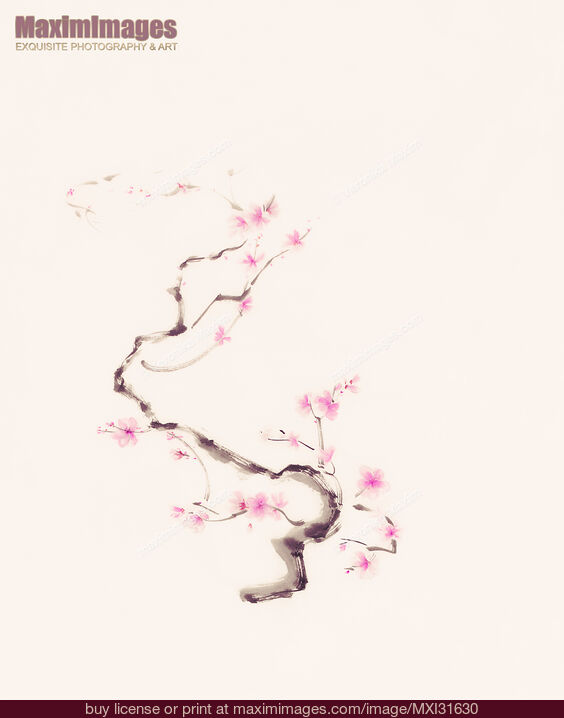 Stock image of Delicate curvy sakura branch with gentle pink blossoms sumi-e artwork Buy commercial use license at MaximImages