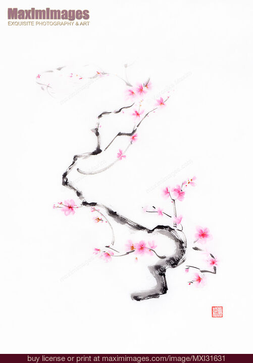 Stock image of Delicate curvy cherry blossom branch with gentle pink blossoms sumi-e artwork Buy commercial use license at MaximImages