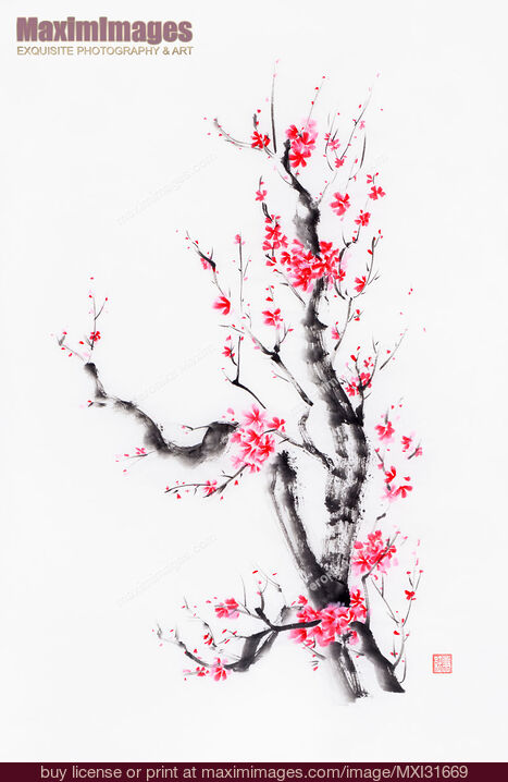 Stock image of Bright bushy sakura tree with pink and red flowers sumi-e ink painting Buy commercial use license at MaximImages