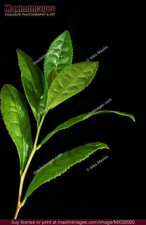 Stock photo of Green Tea Tree leaves Camellia sinensis on black Buy commercial use license at MaximImages