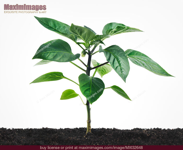 Stock photo of Purple Beauty Sweet Pepper little plant growing in soil Buy commercial use license at MaximImages