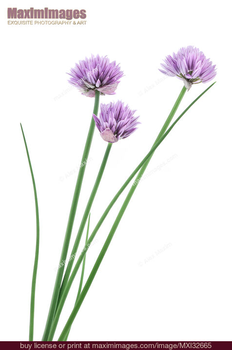 Stock photo of Three purple flowers of Chives herb plant isolated on white Buy commercial use license at MaximImages