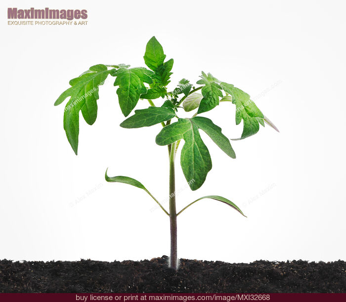 Stock photo of Tomato seedling little plant growing in soil isolated on white Buy commercial use license at MaximImages