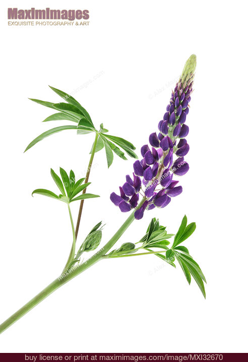 Stock photo of Lupine Lupinus polyphyllus purple flower and leaves isolated on white Buy commercial use license at MaximImages