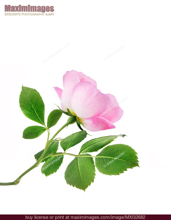 Stock photo of Pink Damask Rose flower side view on branch with green leaves isolated on white Buy commercial use license at MaximImages