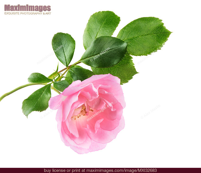Stock photo of Pink Damask Rose flower on a branch with green leaves isolated on white Buy commercial use license at MaximImages