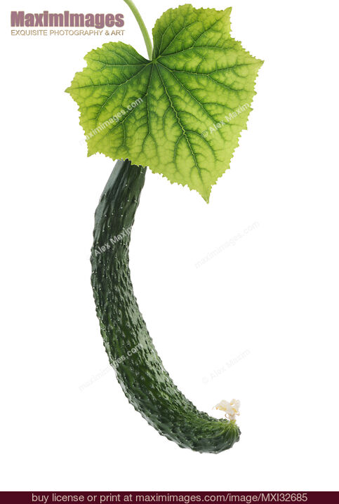 Stock photo of Japanese long cucumber fruit and a green leaf isolated on white Buy commercial use license at MaximImages