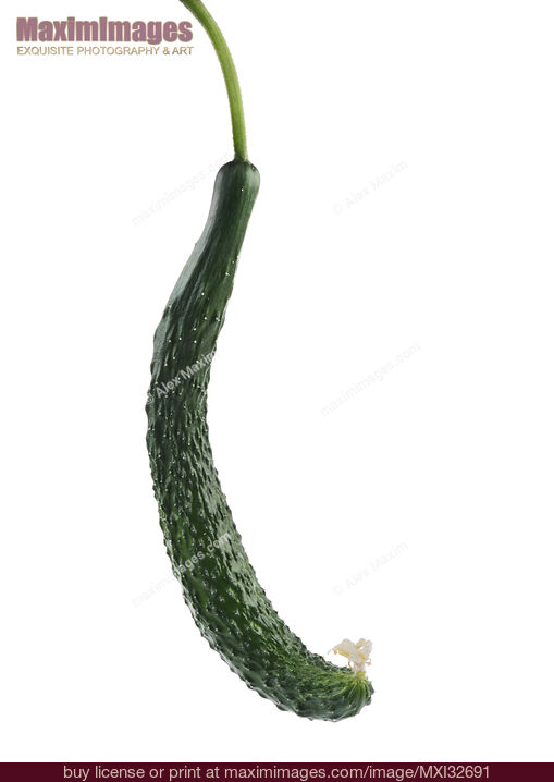Stock photo of Japanese long cucumber isolated closeup on white background Buy commercial use license at MaximImages