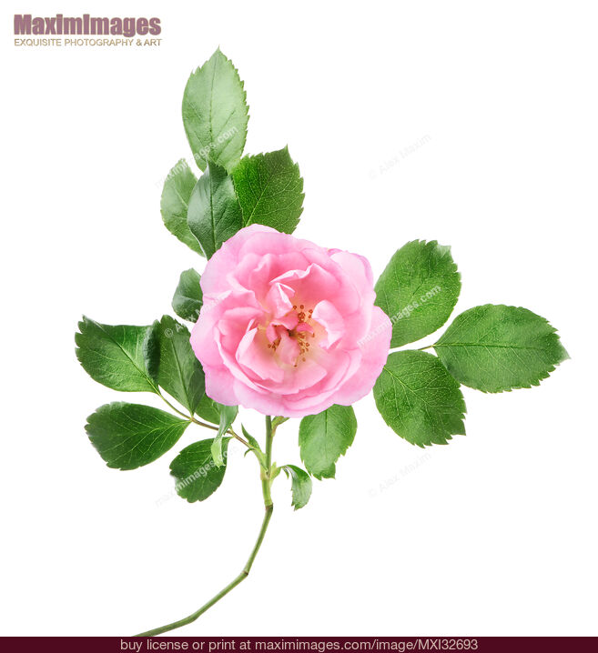 Stock photo of Open Pink Damask Rose flower on a branch with green leaves isolated on white Buy commercial use license at MaximImages