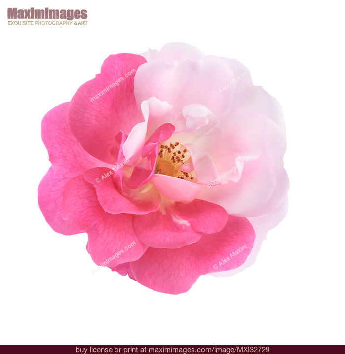 Stock photo of Damask Rose bi-color flower with half pink half white petals on white background Buy commercial use license at MaximImages