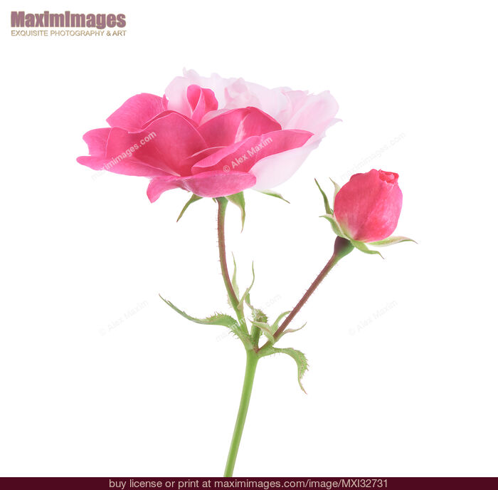 Stock photo of Half pink half white Damask Rose flower and a bud on a branch isolated on white Buy commercial use license at MaximImages