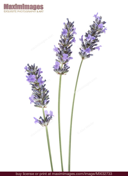 Stock photo of Artistic closeup of three English Lavender stalks with purple flowers Lavandula angustifolia Buy commercial use license at MaximImages