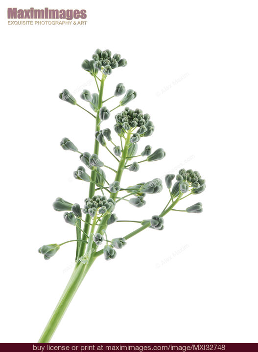 Artistic closeup of broccoli florets isolated on white. Stock Photo